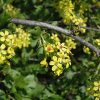 Golden Flowering Currant #1 - Image 2